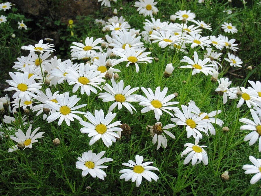 Argyranthemum frutescens with profuse white flowers on bushy green foliage