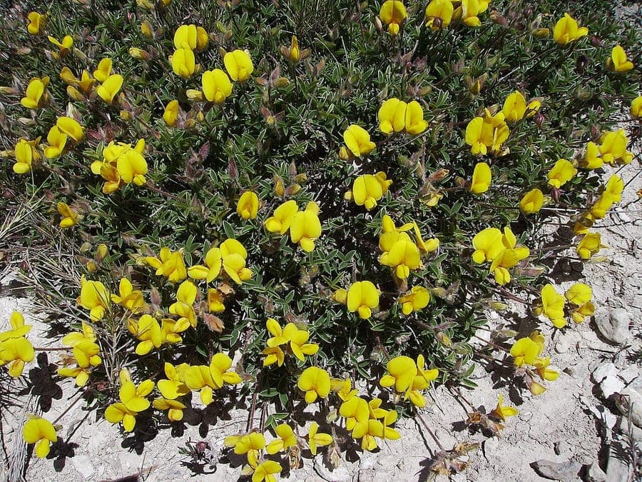 Argyrolobium zanonii mit gelben Blueten