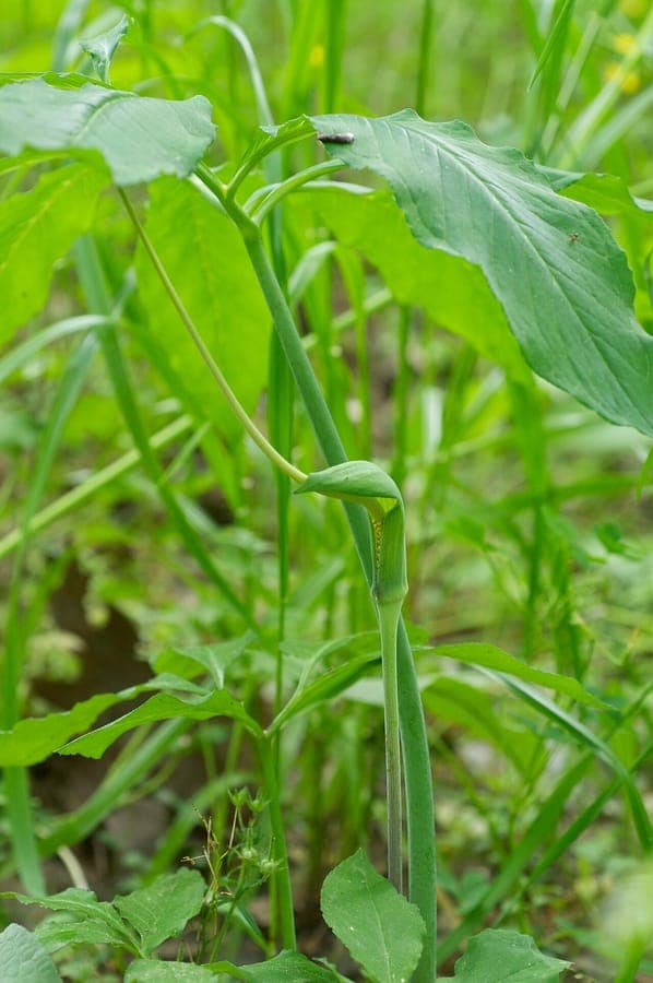 Arisaema dracontium Pflanze mit grüner Blütenscheide