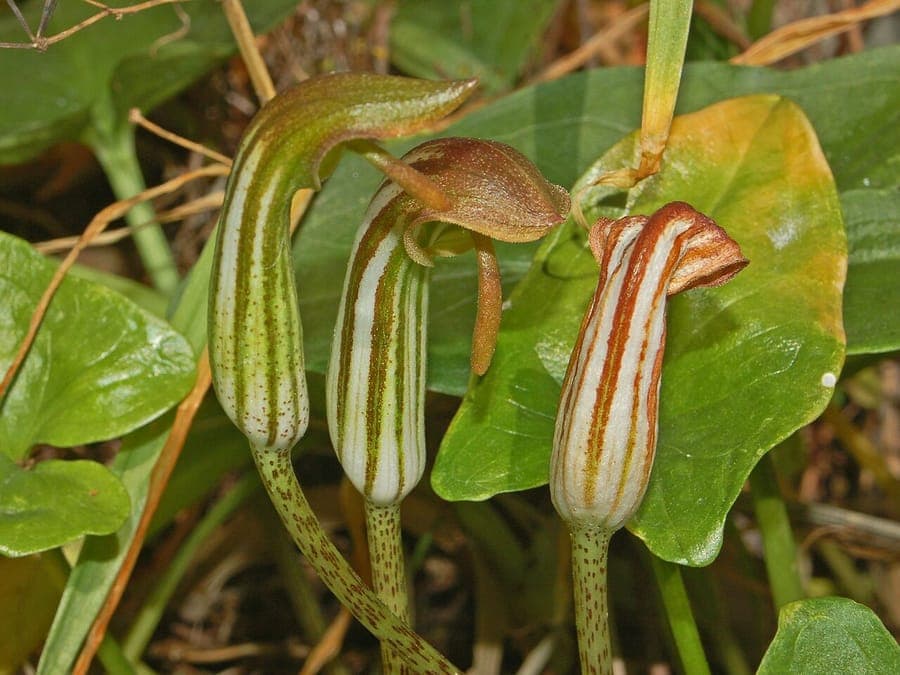 Arisarum vulgare plant with characteristic spathes in Mediterranean landscape