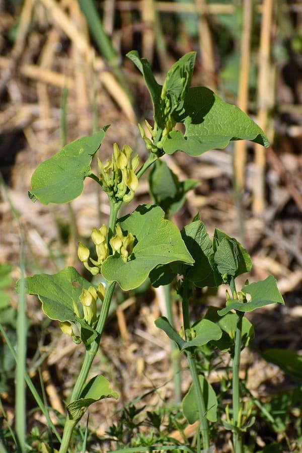 Fleurs jaunes en forme de pipe de l'aristoloche clématite (Aristolochia clematitis) parmi un feuillage vert dans un jardin naturel