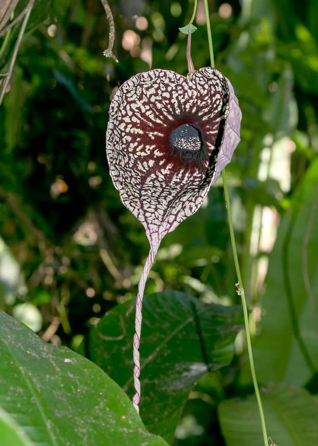 Fleur d'Aristolochia grandiflora avec forme caracteristique
