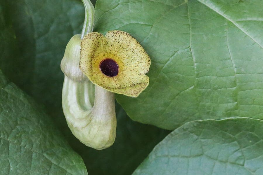 Aristolochia macrophylla leaves and flowers