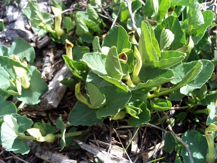 Aristolochia paucinervis flowers and leaves