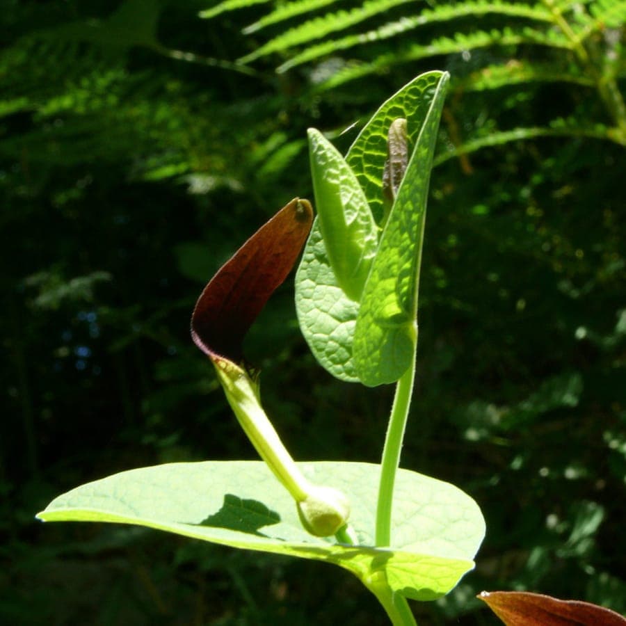 Birthwort (Aristolochia rotunda) with round leaves and yellowish flowers in full sun