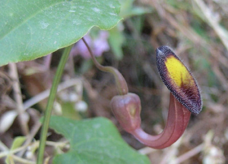 Evergreen Eastern birthwort flowering with characteristic tubular blooms