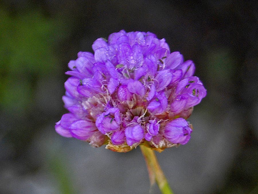 Armeria alpina flowering plant with pink blooms