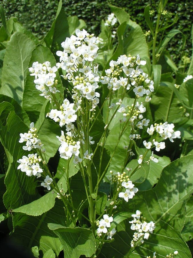 Fresh horseradish plant with broad green leaves and white flowers in June