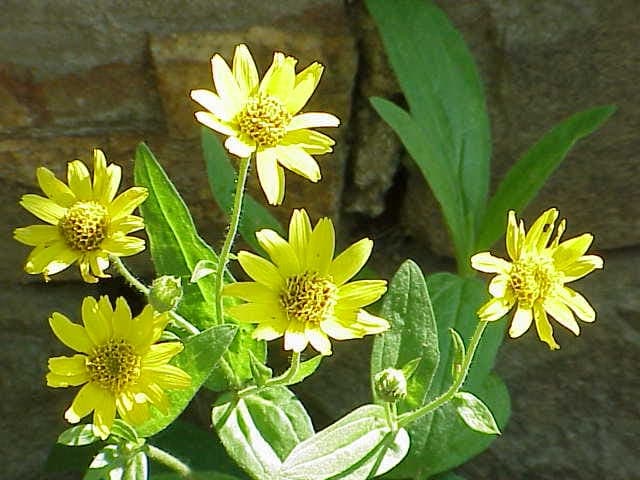 Arnica chamissonis displaying bright yellow flower heads above green foliage