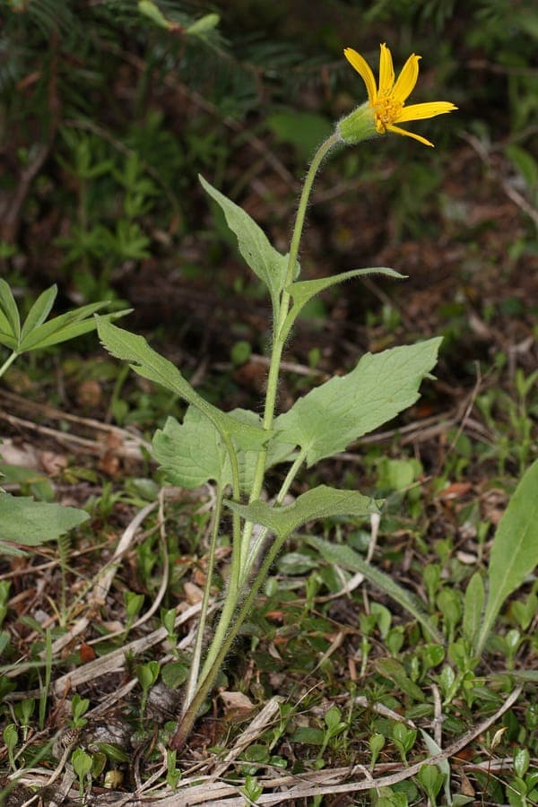 Heart-leaf arnica with bright yellow flowers in a mountain meadow setting