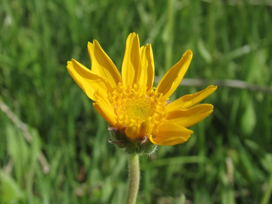 Foothill arnica with bright golden-yellow flowers in a dry grassland setting