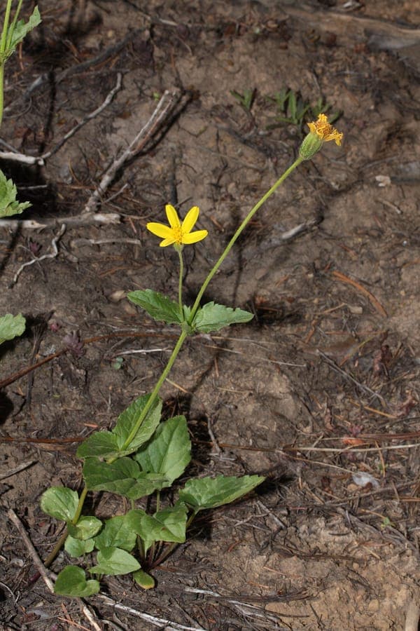 Broadleaf arnica with bright yellow flower heads in a mountain meadow