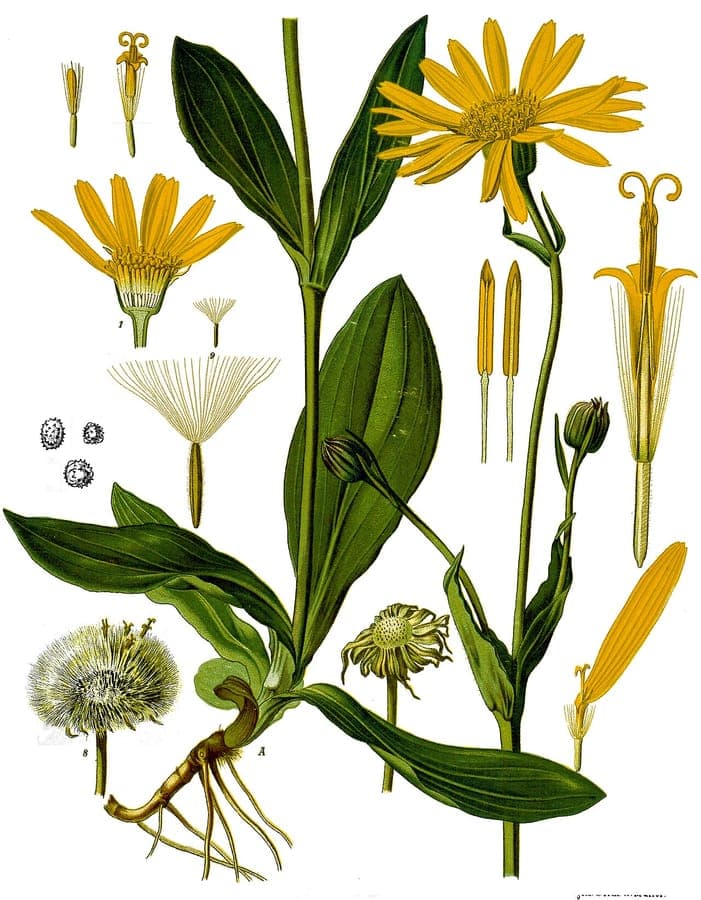 European arnica in full bloom on a sunny, well-drained slope in a naturalistic garden setting