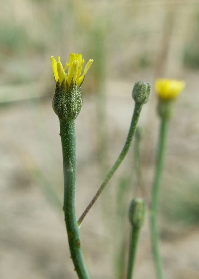 Petites fleurs jaunes d'arnoséris minime dans un sous-bois humide