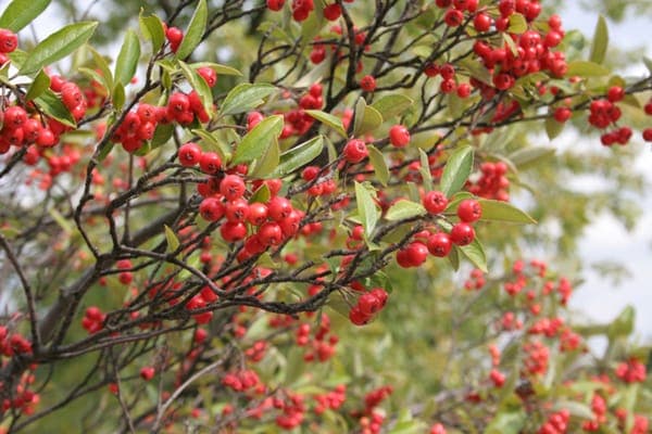 Red chokeberry shrub with glossy leaves and bright red berries in autumn