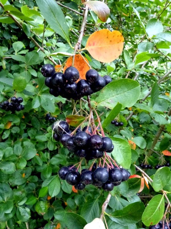 Schwarze Apfelbeere mit dunkelblauen Beeren