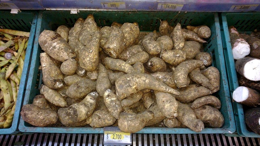 Arracacia xanthorrhiza yellow tuber root crop