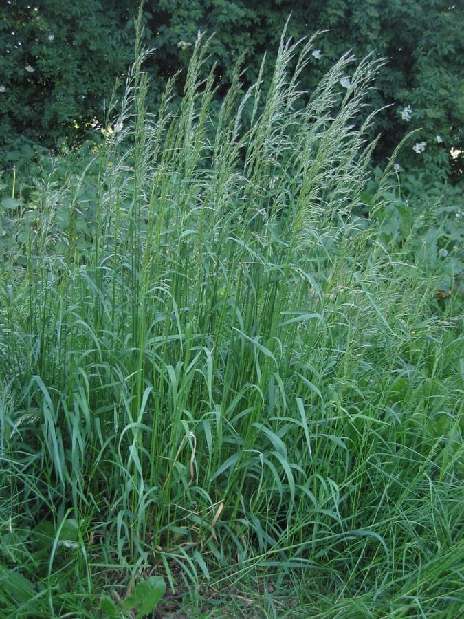 Arrhenatherum elatius with elegant grass flower panicles
