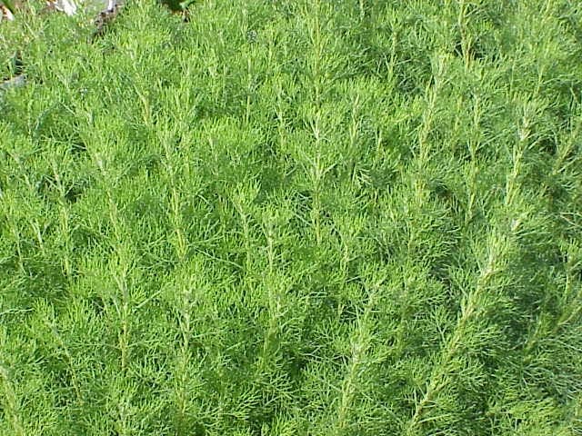 Old-man (Artemisia abrotanum) with fine, silvery-green leaves in a sunny garden border
