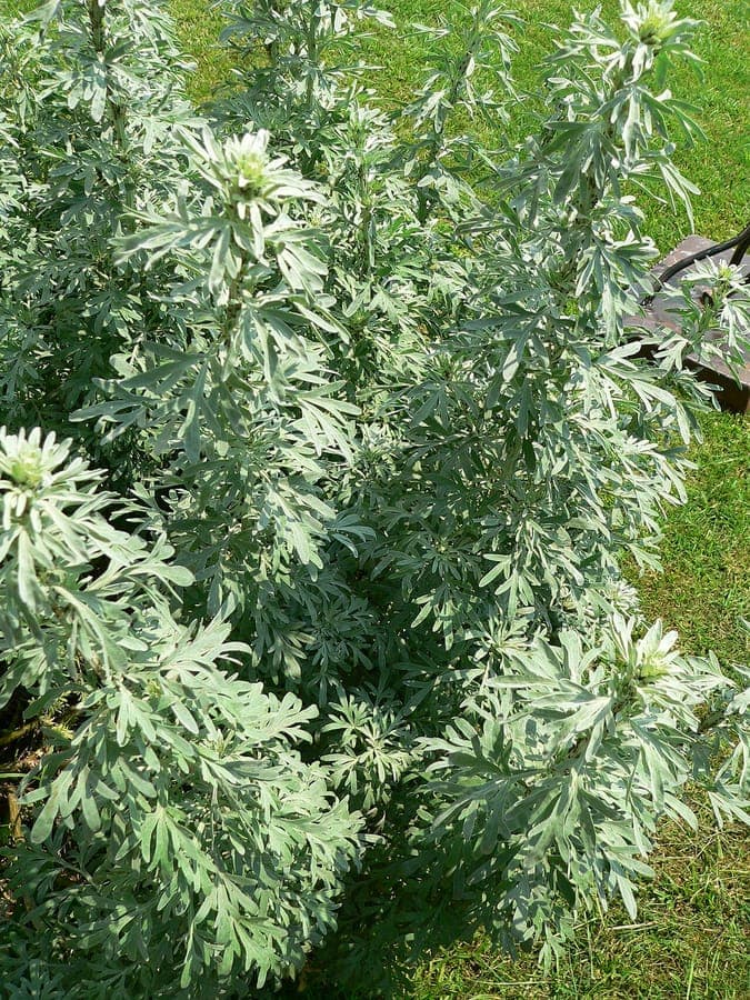 Artemisia absinthium in full bloom, silvery foliage and slender yellow flower spikes in a sunny garden bed