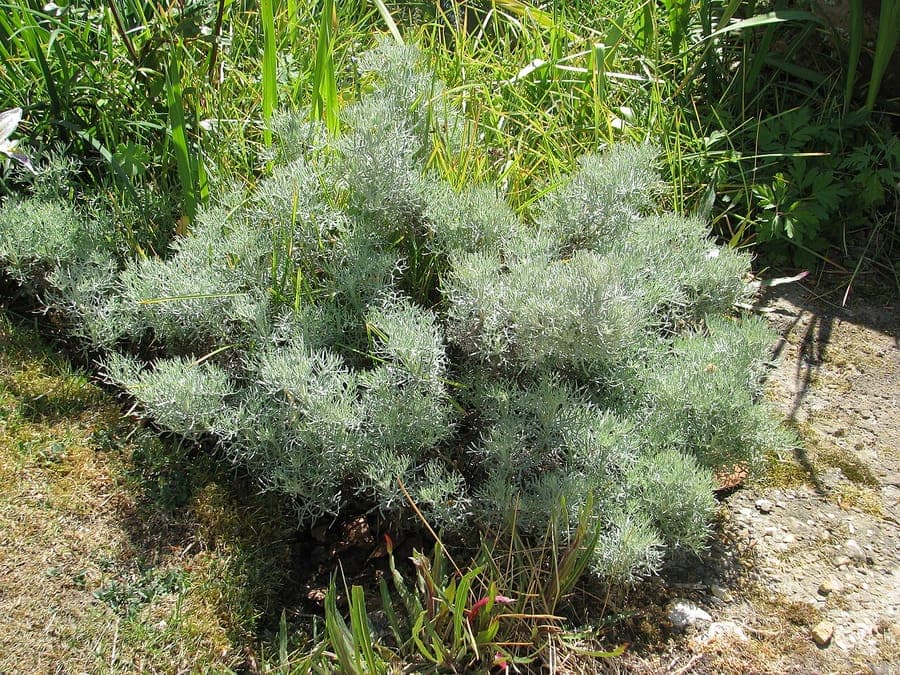 Artemisia alba white wormwood silvery foliage