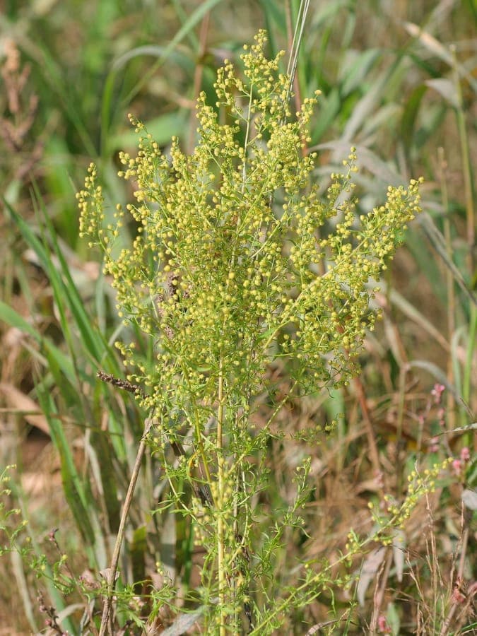 Armoise annuelle (Artemisia annua) en pleine croissance dans une bordure sèche et ensoleillée