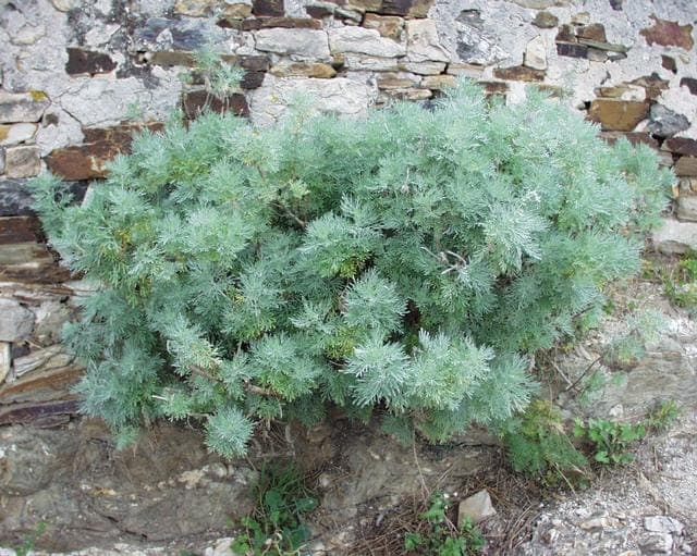 Artemisia arborescens with silver-gray foliage