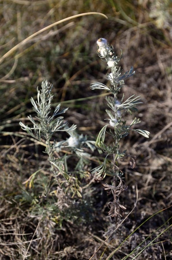 Oostenrijkse Bijvoet planten met karakteristieke zilvergrijze gefineerdegespoten bladeren