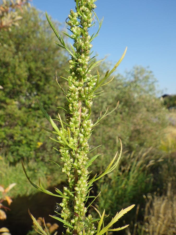 Biennial wormwood met fijngesneden zilvergroen blad