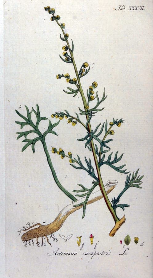 Field sagewort growing on a sunny, dry slope with silvery leaves and fine flowering stems