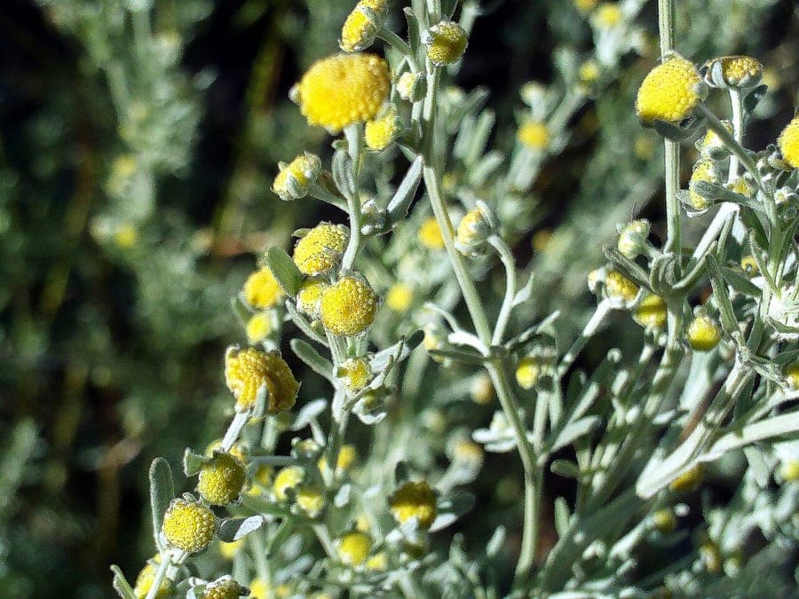Artemisia chamaemelifolia silver finely dissected foliage in a sunny dry garden border