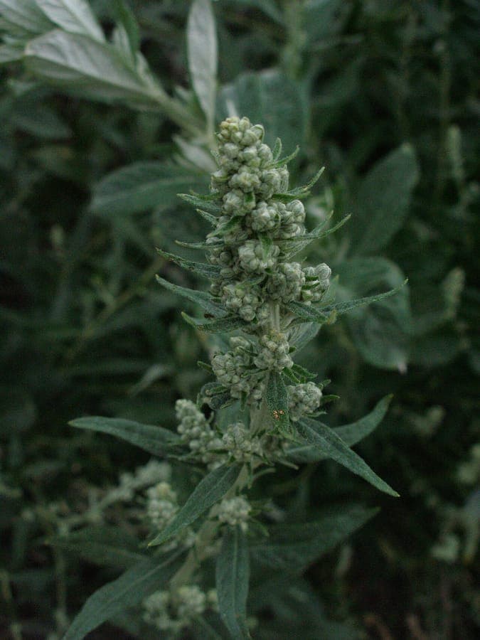 Douglas mugwort (Artemisia douglasiana) showing silvery-green leaves