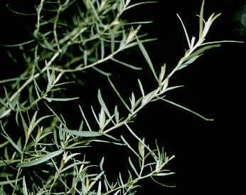 Russian tarragon plant in full sun with fine, silvery leaves and upright growth habit