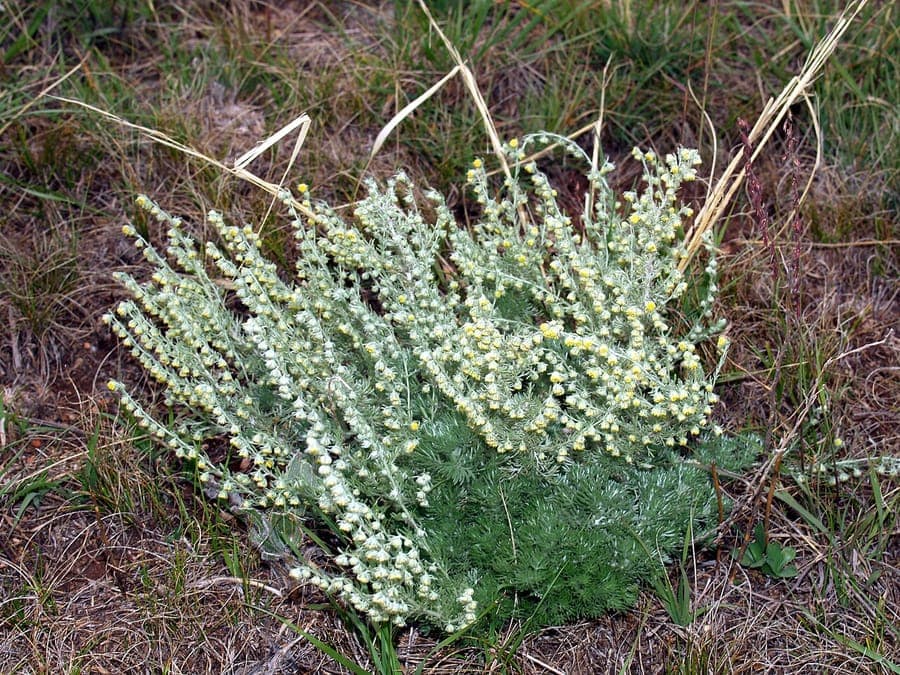Artemisia frigida plant with silvery-gray foliage
