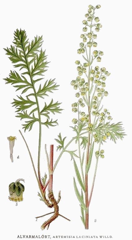 Siberian wormwood (Artemisia laciniata) with finely cut grey-green leaves