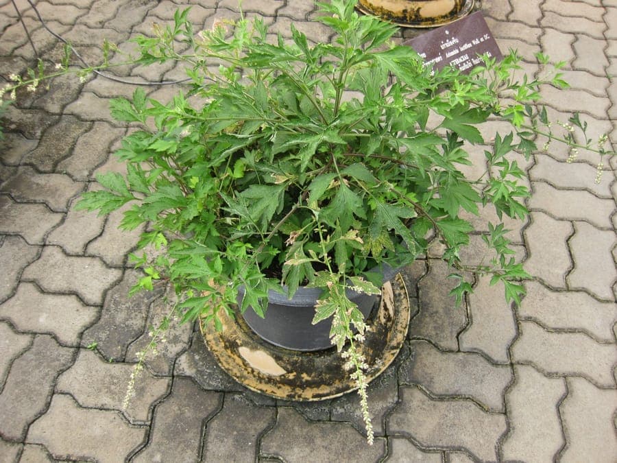 Artemisia lactiflora witte bloemen