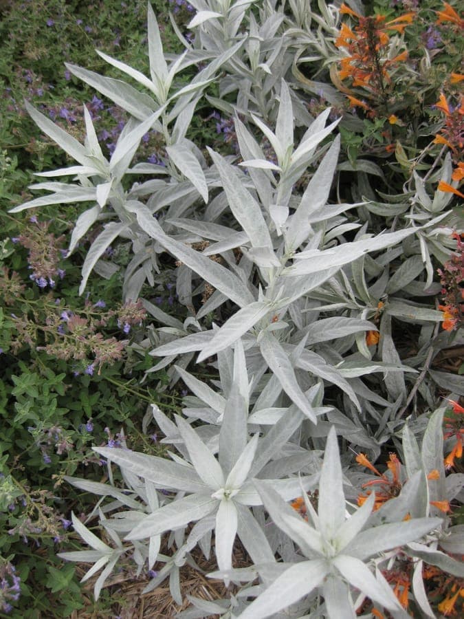 Louisiana Sagewort with silver foliage