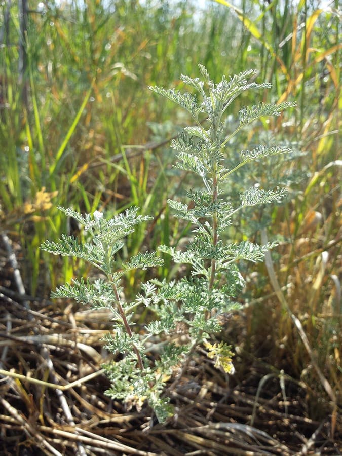 Absinthe romaine en pleine floraison avec feuillage gris-vert et inflorescences jaunâtres en milieu d'été
