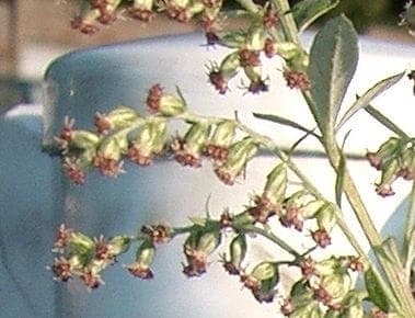 Silvery-grey foliage
