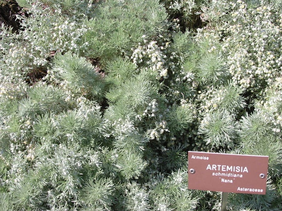 Artemisia schmidtiana Pflanze mit charakteristischem silberweissem Laubwerk