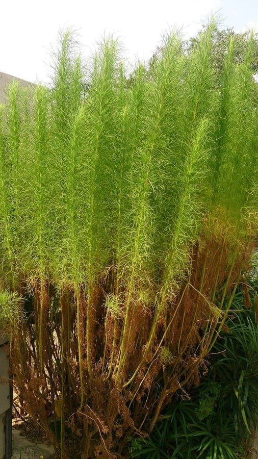 Artemisia scoparia plant with characteristic structure