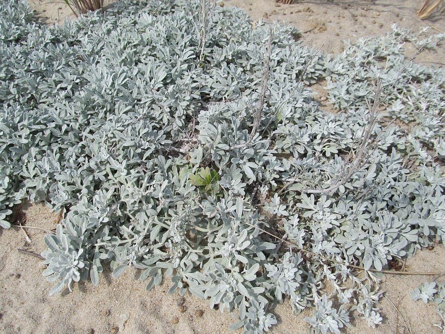 Artemisia stelleriana hoary mugwort plant with distinctive silver-gray foliage