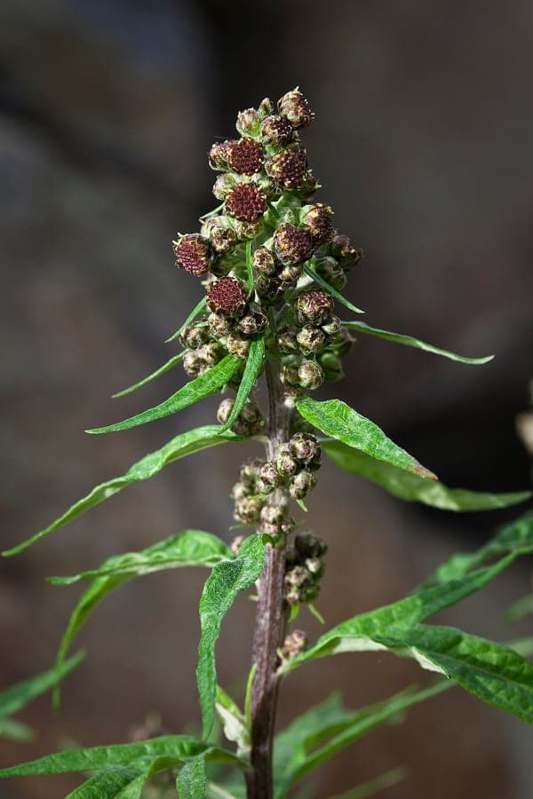 Aleutian Mugwort with characteristic finely divided silvery-gray foliage