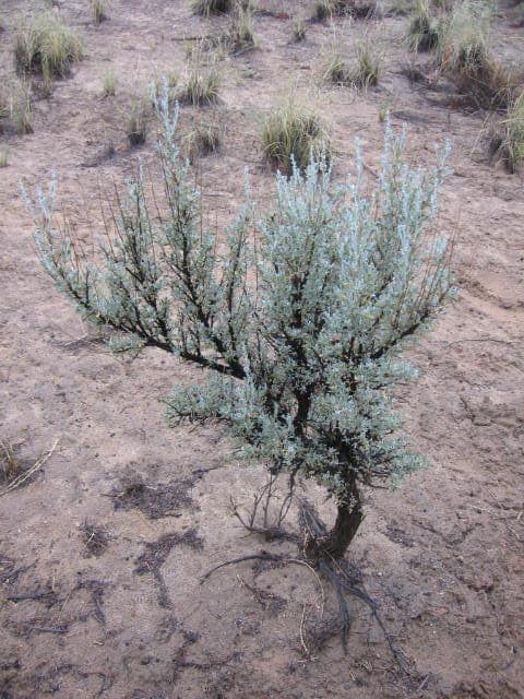 Artemisia tridentata basin sagebrush shrub in open landscape