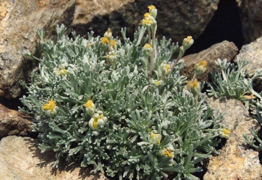 Artemisia umbelliformis plant in alpine mountain landscape