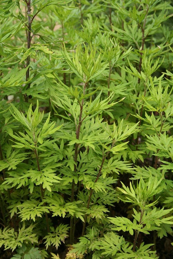 Chinese mugwort (Artemisia verlotiorum) in full bloom in a sunny garden border, showing purple flowers and silvery foliage