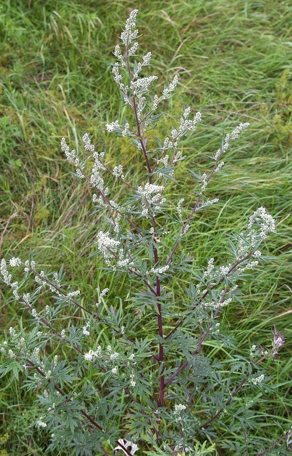 Gemeiner Beifuß in voller Blüte in einem trockenen Garten im August