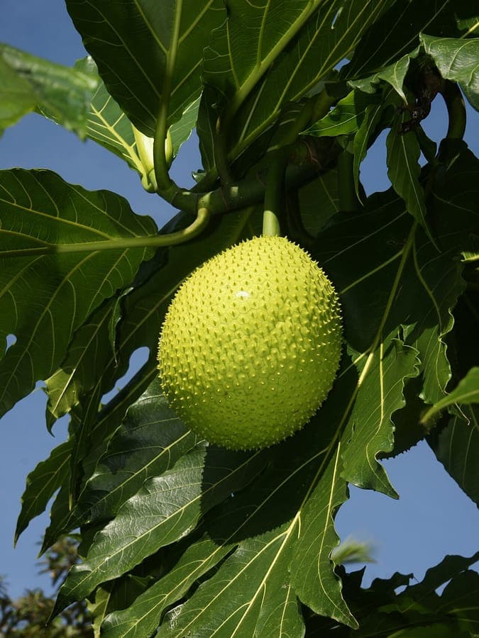 Artocarpus altilis broodboom met karakteristieke vruchten