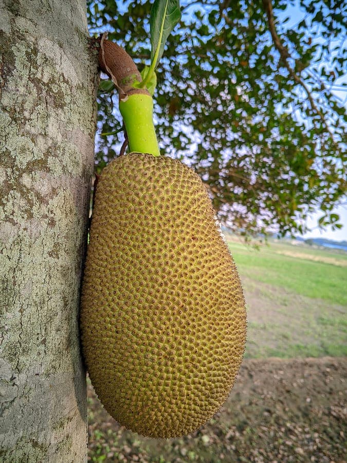 Jackfruit tree with large fruits