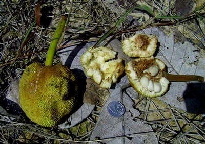 Artocarpus odoratissimus with large green leaves and tropical fruits